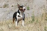 BULL TERRIER 039